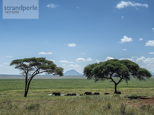 Eine Herde afrikanischer Buschelefanten (Loxodonta africana)  Tarangire-Nationalpark  Tansania  Ostafrika  Afrika