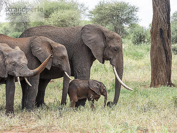 Eine Herde afrikanischer Buschelefanten (Loxodonta africana)  Tarangire-Nationalpark  Tansania  Ostafrika  Afrika