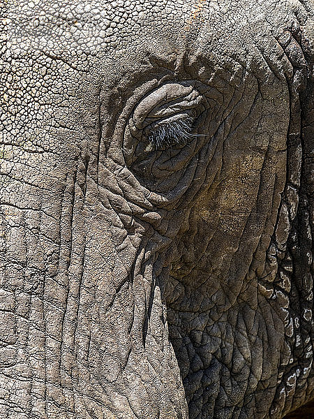 Afrikanischer Buschelefant (Loxodonta africana)  Gesichtsdetail  Tarangire-Nationalpark  Tansania  Ostafrika  Afrika