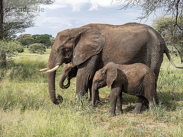 Afrikanischer Buschelefant (Loxodonta africana)  Mutter und Kälber  Tarangire-Nationalpark  Tansania  Ostafrika  Afrika