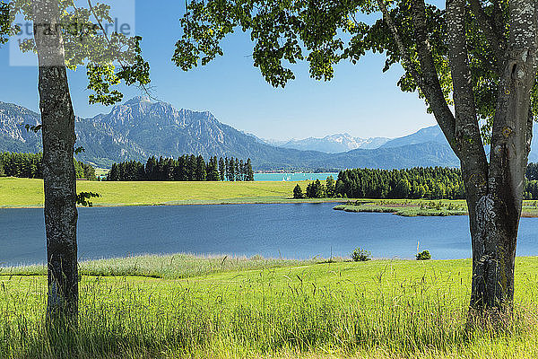 Blick über den Forggensee zu den Tannheimer Alpen  Fussen  Allgäu  Schwaben  Bayern  Deutschland  Europa