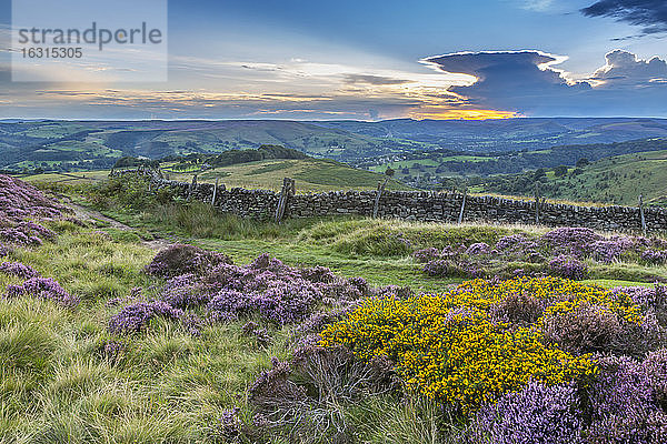 Blick auf blühendes Heidekraut am Stanage Edge und im Hope Valley bei Sonnenuntergang  Hathersage  Peak District National Park  Derbyshire  England  Vereinigtes Königreich  Europa