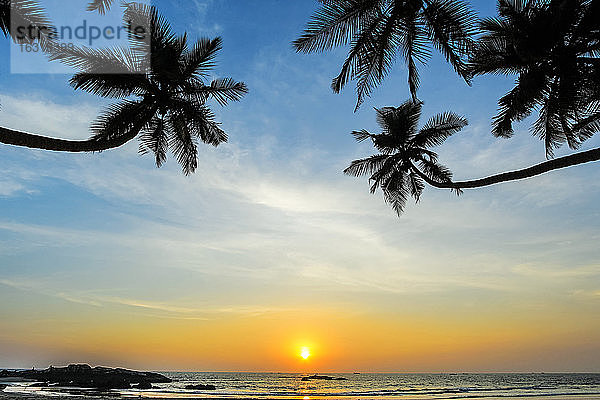 Schiefe Palmen bei Sonnenuntergang am herrlichen  unberührten Kizhunna-Strand südlich von Kannur an der Nordküste des Bundesstaates Kannur  Kerala  Indien  Asien