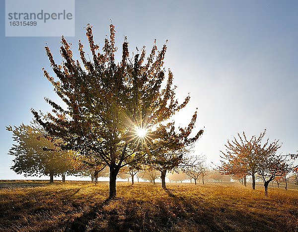 Streuobstwiese mit Morgendunst im Herbst  Kirschbäume mit orangenen Blättern  Sonne strahlt durchs Laub  Saalekreis  Deutschland (Sachsen-Anhalt)