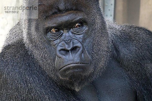 Flachlandgorilla  (Gorilla gorilla  gorilla)  Silberrücken  Tierporträt  Deutschland  Europa