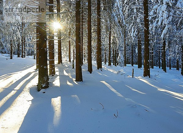 Die Sonne strahlt durch tief verschneiten Fichtenwald im Winter  Nationalpark Harz  Niedersachsen  Deutschland  Europa