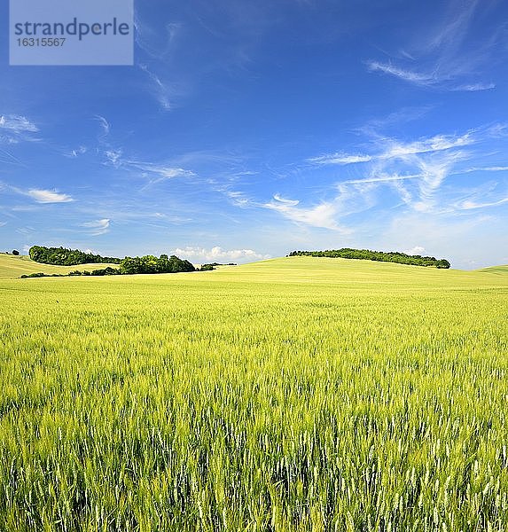 Hügellandschaft mit Gerstenfeld  blauer Himmel mit Schleierwolken  bei Wettin  Saalekreis  Deutschland (Sachsen-Anhalt)