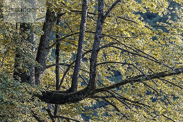 Baum mit seitlichen Ästen  gelbe Blätter  Perlacher Forst  München  Oberbayern  Bayern  Deutschland  Europa