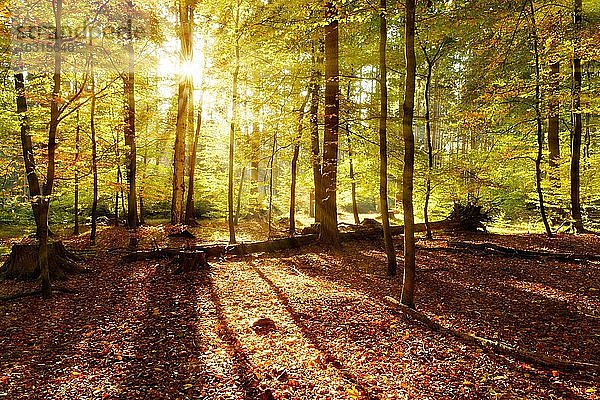Naturnaher Laubwald aus Eichen  Sachsen  Deutschland  Buchen und Birken im Herbst  Sonne strahlt durchs Laub  Elbsandsteingebirge  Nationalpark Sächsische Schweiz  Sachsen  Deutschland  Europa