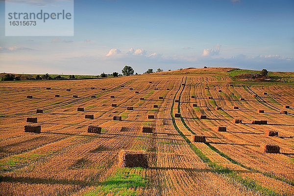 Stoppelfeld mit Strohballen im Abendlicht  Sommerlandschaft unter blauem Himmel  Saalekre (Naturpark unteres Saaletal)is  Deutschland (Sachsen-Anhalt)