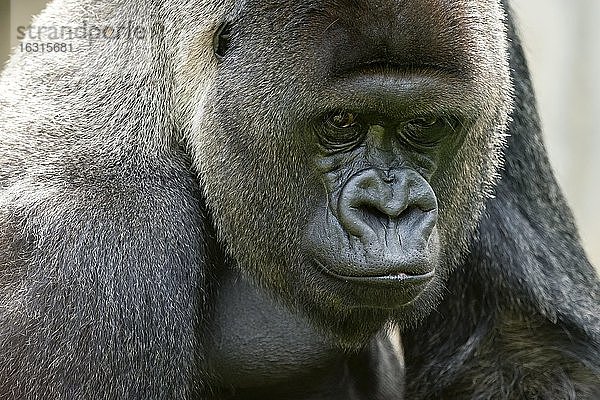 Flachlandgorilla  (Gorilla gorilla  gorilla)  Silberrücken  Tierporträt  Deutschland  Europa