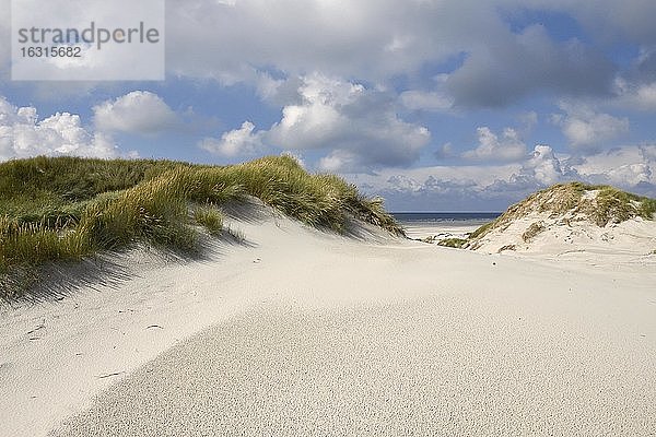 Naturgeschütztes Dünengebiet der Insel Amrum  Nordfriesische Insel  Nordfriesland  Schleswig-Holstein  Deutschland  Europa