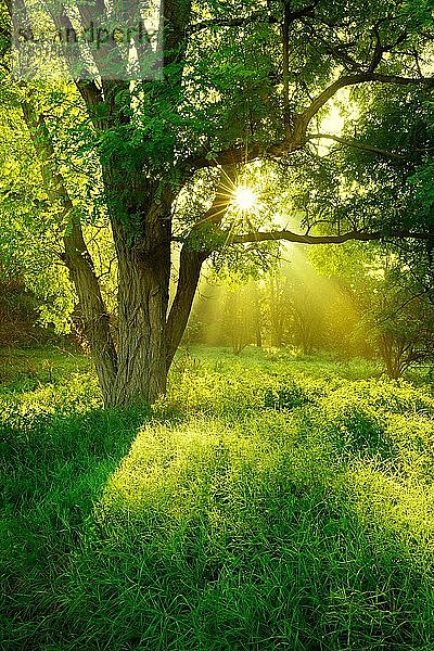Morgenstimmung im Wald  Die Sonne strahlt durchs Laub  Morgennebel  Robinie auf Lichtung  Naturpark Unteres Saaletal  Sachsen-Anhalt  Deutschland  Europa