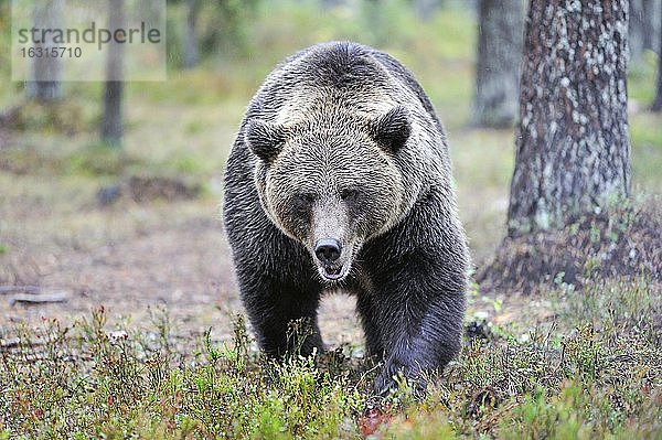 Braunbär (Ursus arctos)  läuft durch Wald  Kuhmo  Nordfinnland  Finnland  Europa