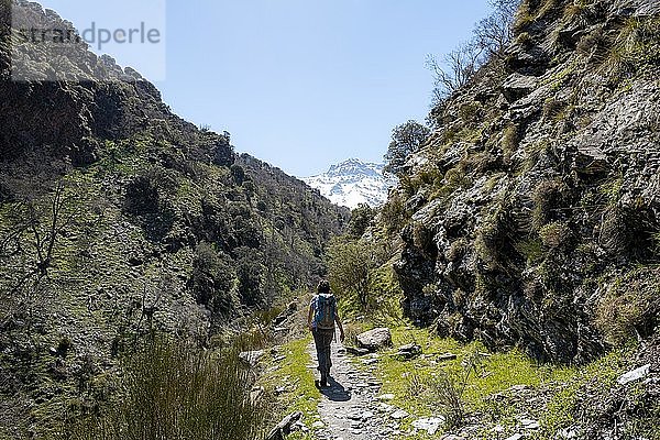Wanderin auf einem Wanderweg  Wanderweg Vereda de la Estrella  hinten Sierra Nevada mit Gipfel Pico Alcazaba  schneebedeckte Berge bei Granada  Andalusien  Spanien  Europa