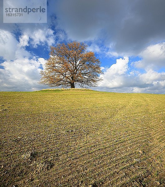 Solitäre Eiche auf Acker im Herbst  blauer Himmel mit Wolken  Ackerfurchen mit Wintersaat  bei Röbel  Deutschland (Mecklenburg-Vorpommern)