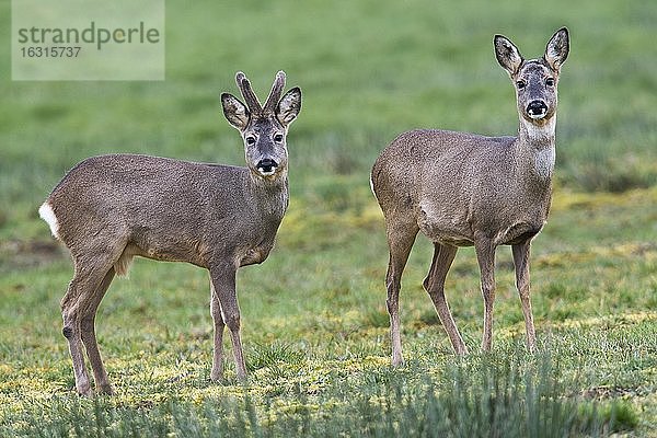 Rehe (Capreolus capreolus)  Emsland  Niedersachsen  Deutschland  Europa