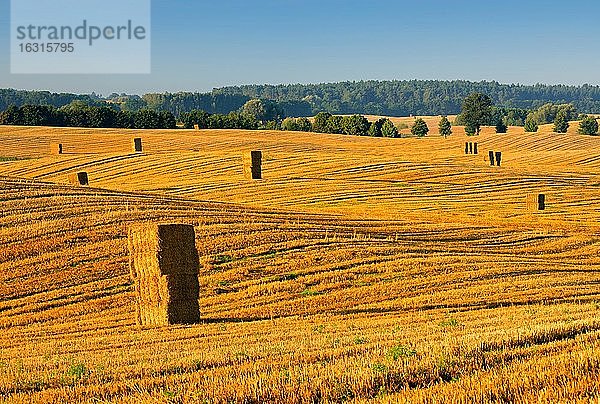 Stoppelfeld mit Strohballen im Morgenlicht  Brandenburg  Deutschland  Sommerlandschaft unter blauem Himmel  rollende Hügel  Naturpark Märkische Schweiz  Europa