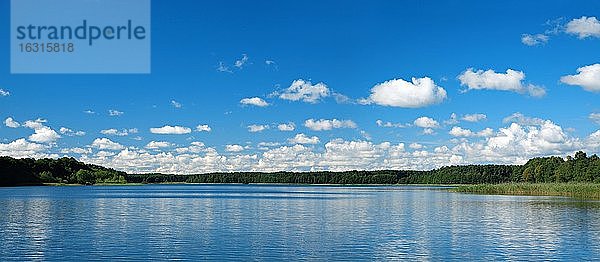 Dranser See  Blauer Himmel mit Cumuluswolken  Brandenburg  Deutschland  Europa