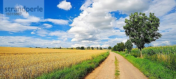 Panorama  Feldweg durch Kulturlandschaft im Sommer  Felder mit Weizen und Mais  blauer Himmel mit Cumuluswolken  Saalekreis  Sachsen-Anhalt  Deutschland  Europa