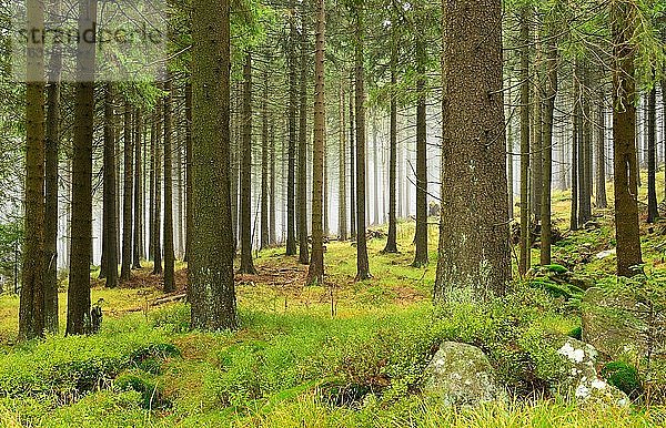 Wildnis im Nationalpark Harz  Fichtenwald mit Nebel  Felsblöcke mit Moos bedeckt  bei Schierke  Deutschland (Sachsen-Anhalt)