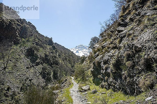 Wanderweg Vereda de la Estrella  hinten Sierra Nevada mit Gipfel Pico Alcazaba  schneebedeckte Berge bei Granada  Andalusien  Spanien  Europa