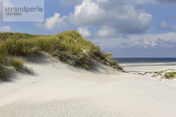 Naturgeschütztes Dünengebiet der Insel Amrum  Nordfriesische Insel  Nordfriesland  Schleswig-Holstein  Deutschland  Europa