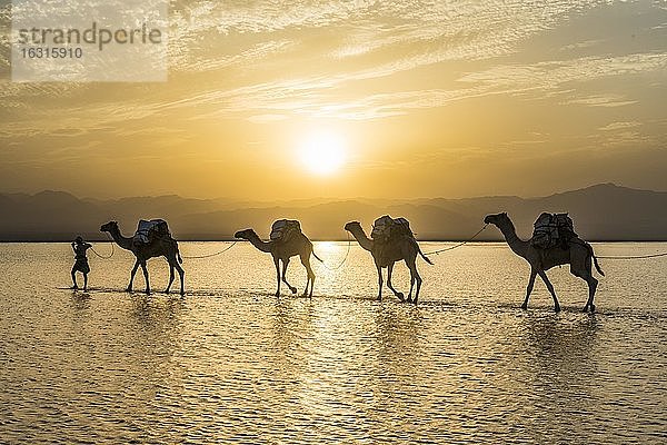 Mit Steinsalzplatten beladene Kamele laufen durch einen Salzsee  Danakil-Senke  Äthiopien  Afrika