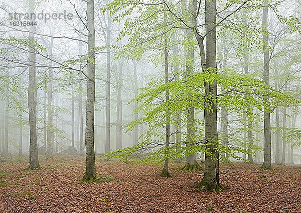 Buchenwald mit Nebel im zeitigen Frühjahr  erstes frisches grünes Laub  Nationalpark Kellerwald-Edersee  UNESCO-Weltnaturerbestätte Buchenurwälder und Alte Buchenwälder der Karpaten und anderer Regionen Europas  Deutsch (Hessen)land
