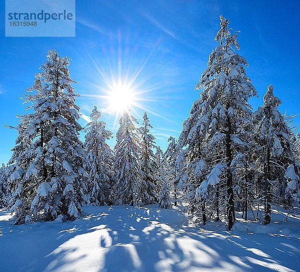 Tief verschneite unberührte Winterlandschaft  Fichten mit Schnee bedeckt  Strahlende Sonne  Nationalpark Harz  Deutschland (Niedersachsen)