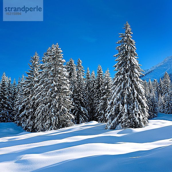 Tief verschneite unberührte Winterlandschaft am Oberjochpaß  Tannen von Schnee bedeckt  strahlender Sonnenschein  blauer Himmel  Oberjoch  Allgäu  Deutsch (Bayern)land