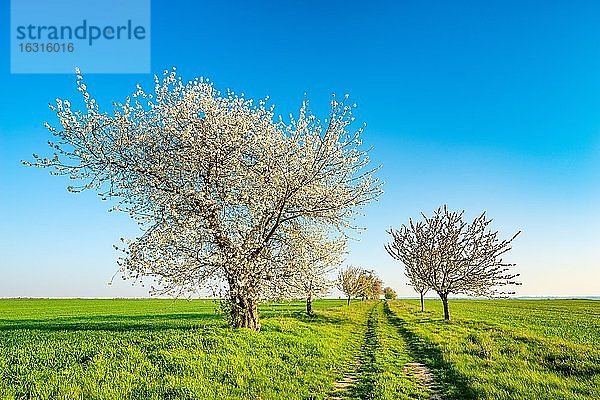 Feldweg mit blühenden Kirschbäumen  grüne Felder  blauer Himmel  Burgenlandkreis  Sachsen-Anhalt  Deutschland  Europa