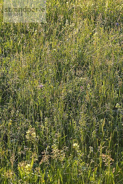 Hohes Gras  blühende Wiese  Perlacher Forst  München  Oberbayern  Bayern  Deutschland  Europa