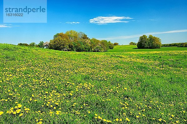 Kulturlandschaft im Frühling  grüne Wiese mit blühendem Löwenzahn  blauer Himmel  Harzvorland  Deutschland (Sachsen-Anhalt)