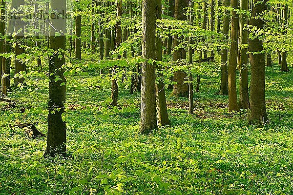 Sonniger unberührter natürlicher Buchenwald im Frühling  frisches grünes Laub  Buschwindröschen blühen  UNESCO-Weltnaturerbe  Nationalpark Hainich  Thüringen  Deutschland  Europa