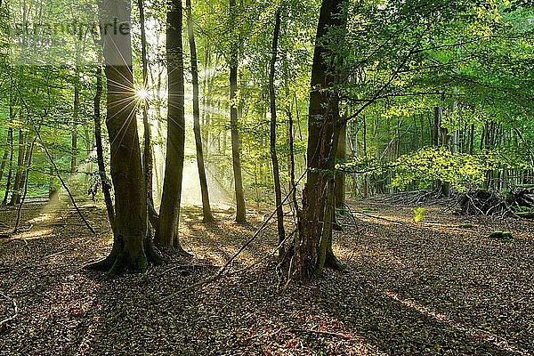 Lichtdurchfluteter unberührter Buchenwald mit viel Totholz am frühen Morgen  Sonne strahlt durch Nebel  Reinhardswald  Hessen  Deutschland  Europa