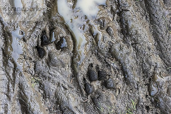Spur einer Hundepfote im Schlamm  Perlacher Forst  München  Oberbayern  Bayern  Deutschland  Europa