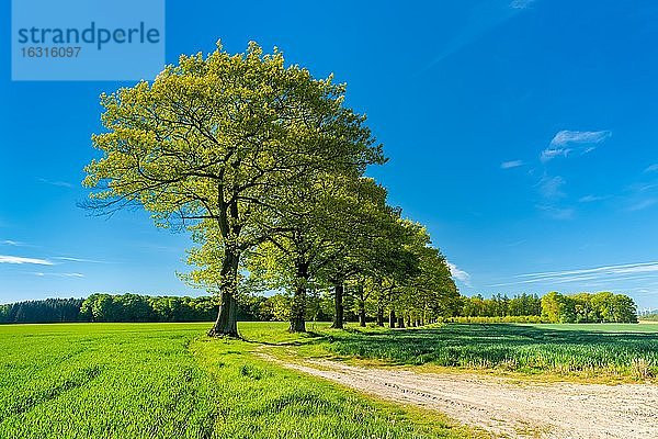 Alte Eichen säumen einen Feldweg durch grüne Felder im Frühling  Reinhardswald  Nordhessen Hessen  Deutschland  Europa