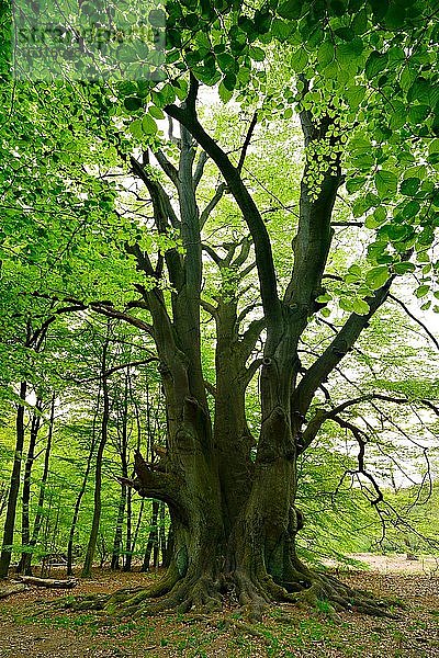 Riesige mehrstämmige Rotbuche (Fagus sylvatica) im Wald  alter Hutebaum  Urwald Sababurg  Reinhardswald  Hessen  Deutschland  Europa