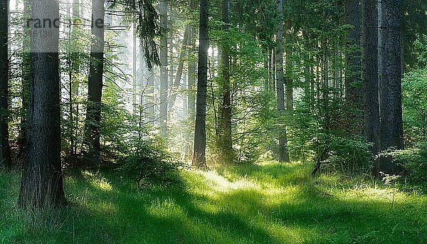 Naturnaher Fichtenwald im Harz  Sonne strahlt durch Dunst am frühen Morgen  bei Harzgerode  Sachsen-Anhalt  Deutschland  Europa