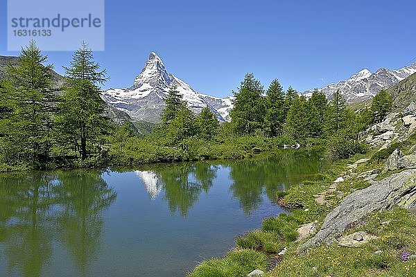 Lärchen (Larix) am Grindjisee  hinten schneebedecktes Matterhorn  Walliser Alpen  Kanton Wallis  Schweiz  Europa
