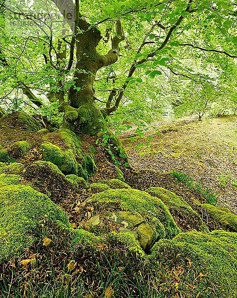 Knorrige alte Buche auf Felsen mit Moos im Frühling  frisches grünes Laub  Nationalpark Kellerwald-Edersee  Hessen  Deutschland  Europa
