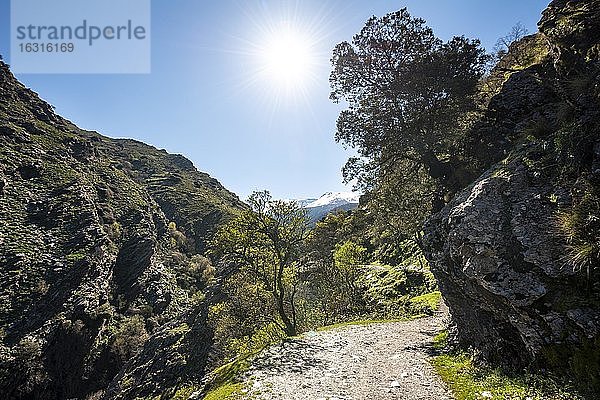 Wanderweg Vereda de la Estrella  Sierra Nevada  Berge bei Granada  Andalusien  Spanien  Europa