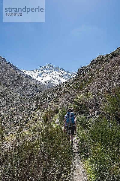 Wanderin auf einem Wanderweg  Wanderweg Vereda de la Estrella  hinten Sierra Nevada mit Gipfel Pico Alcazaba  schneebedeckte Berge bei Granada  Andalusien  Spanien  Europa