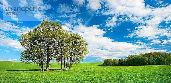 Grüne Wiese mit Baumgruppe im Frühling  blauer Himmel  bei Weida  Deutschlan (Thüringen)d