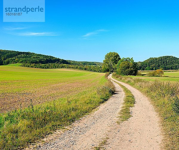 Feldweg windet sich durch Kulturlandschaft im Herbst  Felder mit Wintersaat  hinten mit Wald bedeckte Hügel  blauer Himmel  Saalekreis  Sachsen-Anhalt  Deutschland  Europa