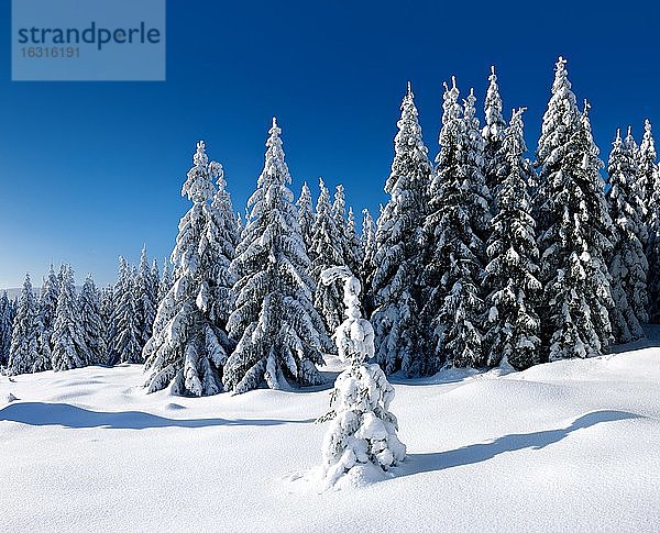 Tief verschneite unberührte Winterlandschaft  schneebedeckte Tannen  Nationalpark Harz  Deutschland (Sachsen-Anhalt)