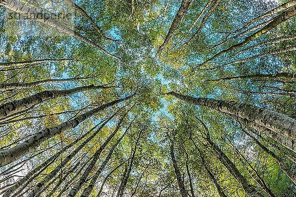 Birkenwald  Blick von unten in die Baumkronen  Harzvorland  Deutschland (Sachsen-Anhalt)