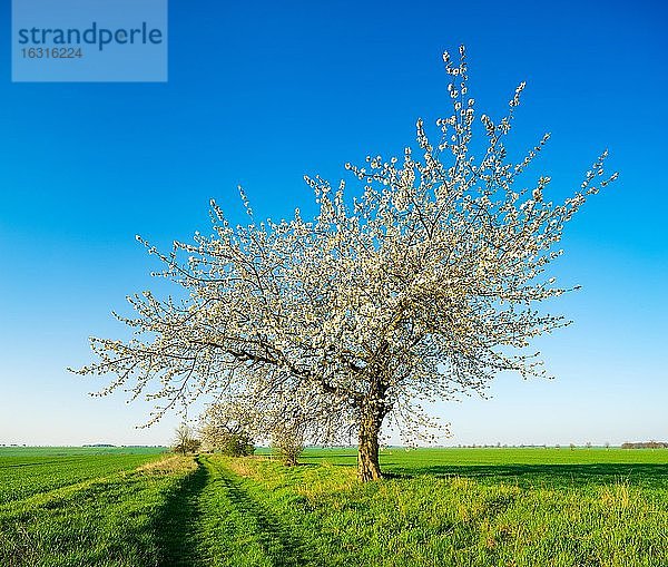 Blühende Kirschbäume am Feldweg im Frühling  grüne Felder  blauer Himmel  Burgenlandkreis  Deutschland  Europa
