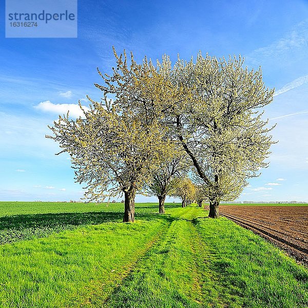Feldweg mit blühenden Kirschbäumen  grüne Felder  gepflügter Acker  blauer Himmel mit Wolken  Burgenlandkreis  Sachsen-Anhalt  Deutschland  Europa
